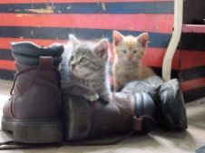 kitten boots