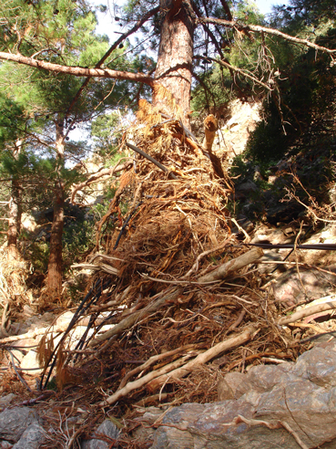 Another strangled pine