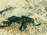 baby-sea-turtle-october-ikaria-1